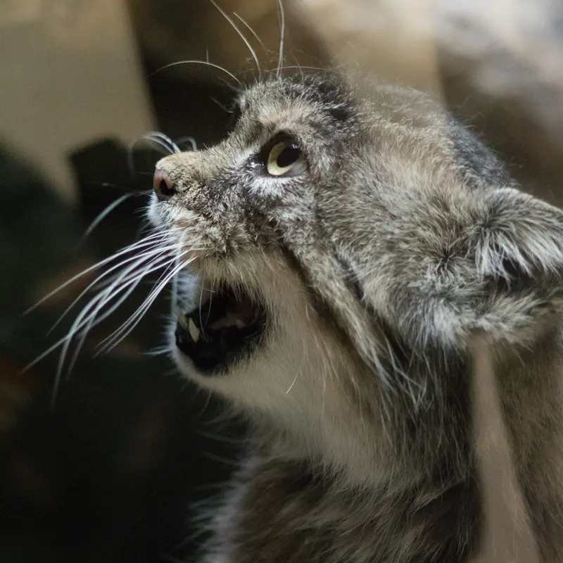 A photograph of Primula in Ueno Zoological Gardens