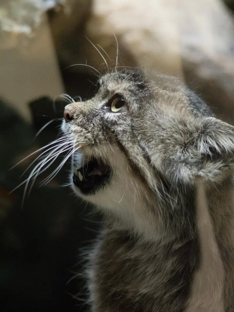 A photograph of Primula in Ueno Zoological Gardens