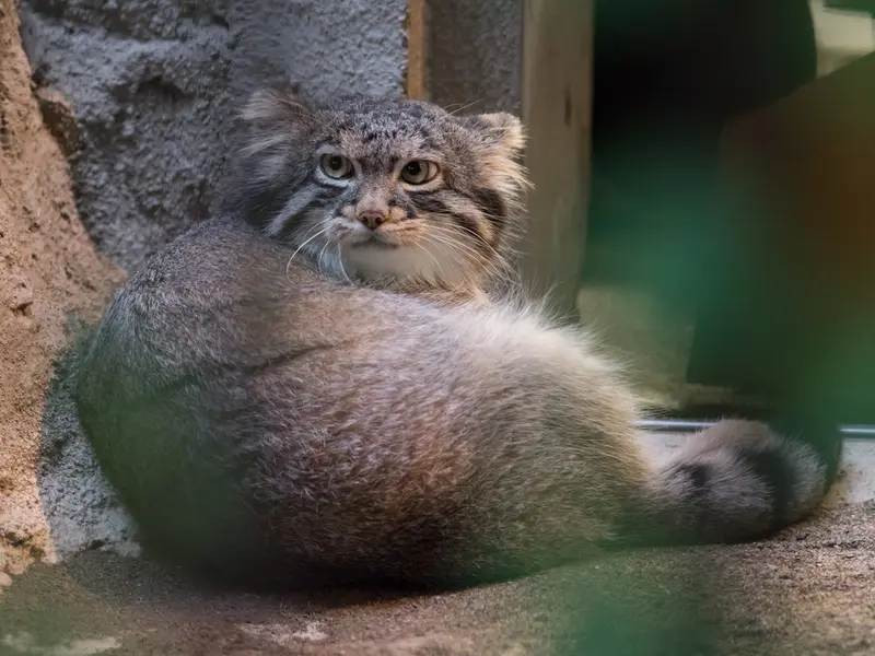 A photograph of Figa in Nogeyama Zoo