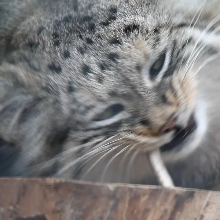 A photograph of a Pallas's cat in Leningrad zoo