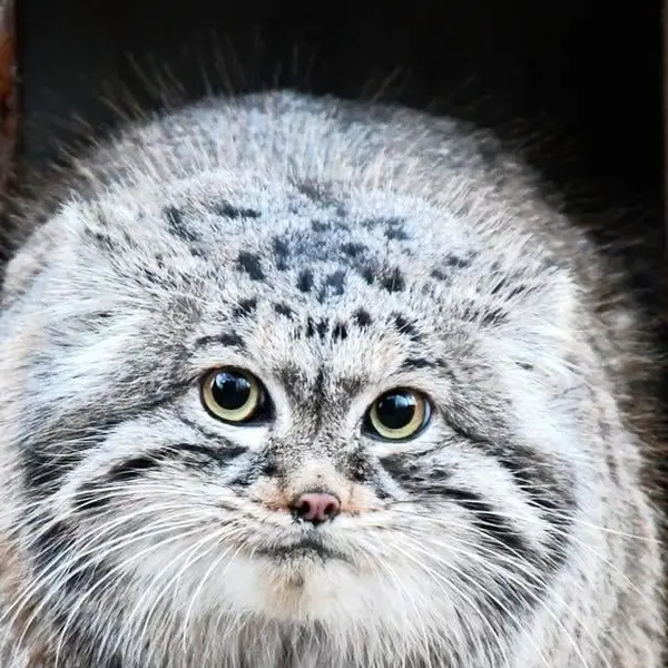 A photograph of Magellan in Poznan New Zoo