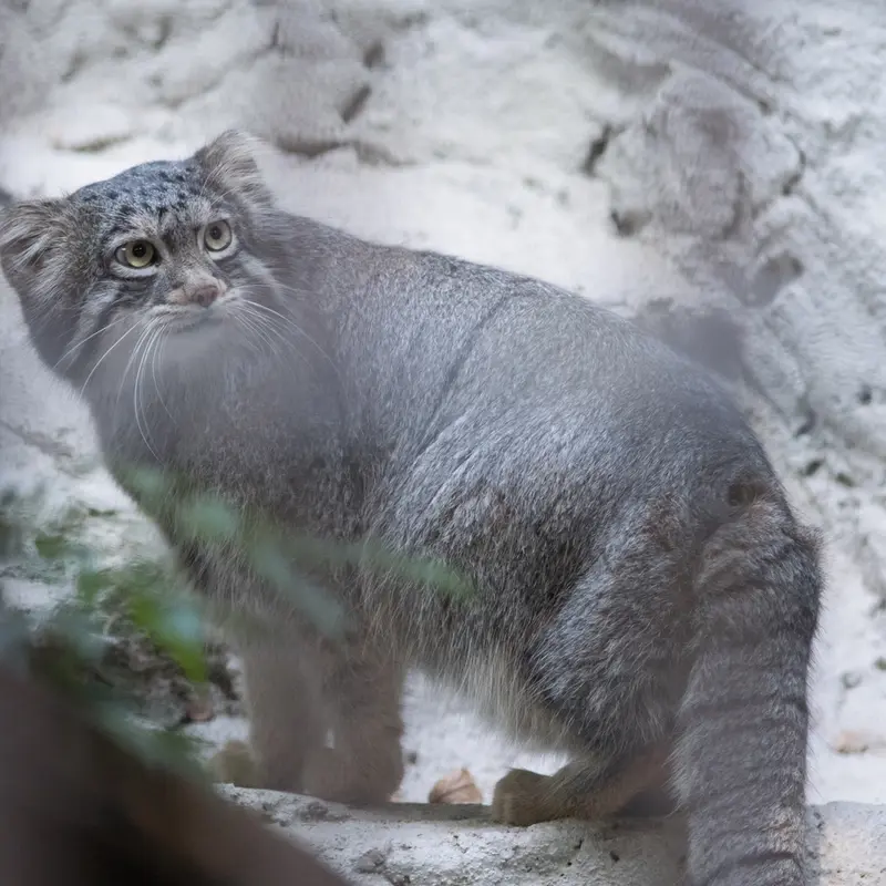 A photograph of Figa in Nogeyama Zoo