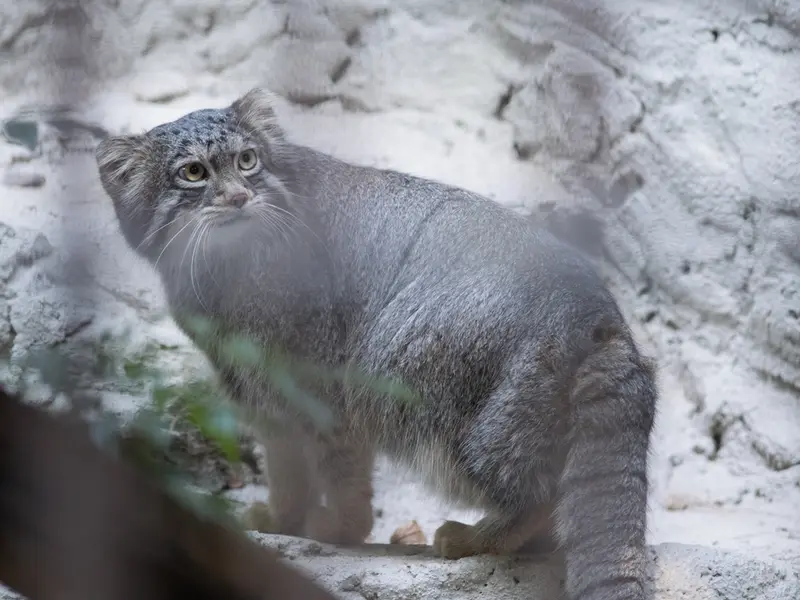 A photograph of Figa in Nogeyama Zoo
