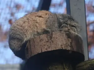 A photograph of a Pallas's cat