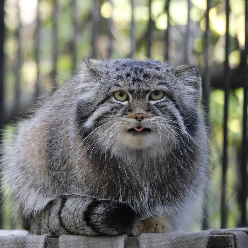 A photograph of Sylvester in Novosibirsk Zoo