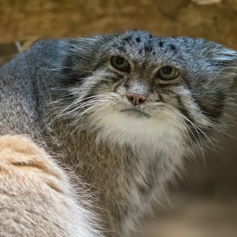 A photograph of Klyon in Ueno Zoological Gardens