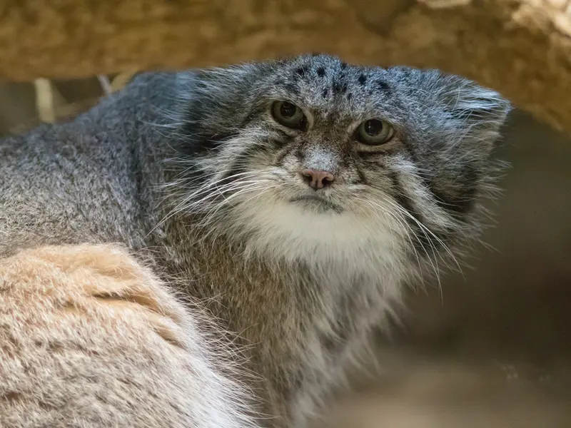 A photograph of Klyon in Ueno Zoological Gardens