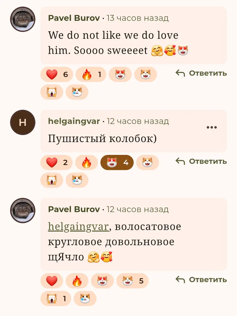 A photograph of a Pallas's cat