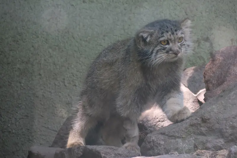 A photograph of Boris Ⅱ in Budapest Zoo & Botanical Garden