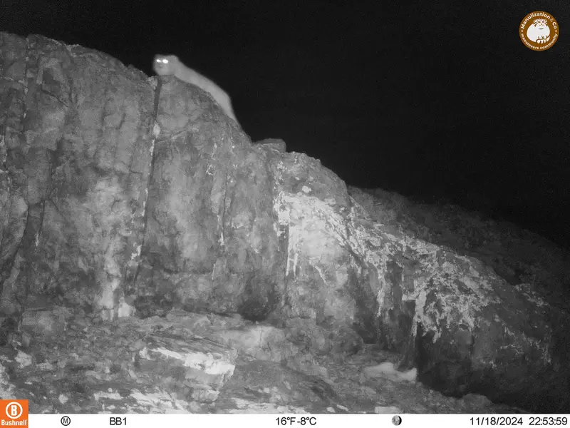 A photograph of Otocolobus manul manul from Aktas-Kunkora camera trap