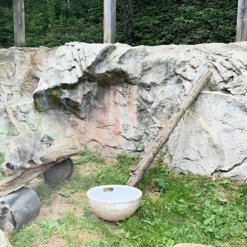 A photograph of a Pallas's cat in Binghamton Zoo at Ross Park