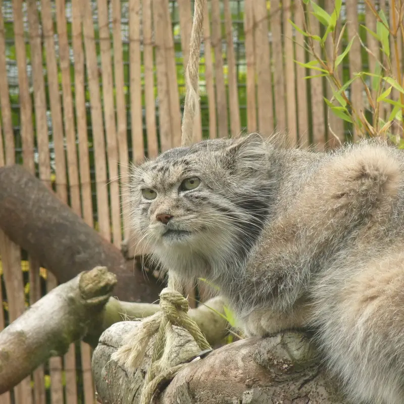 A photograph of Akiko in Edinburgh Zoo
