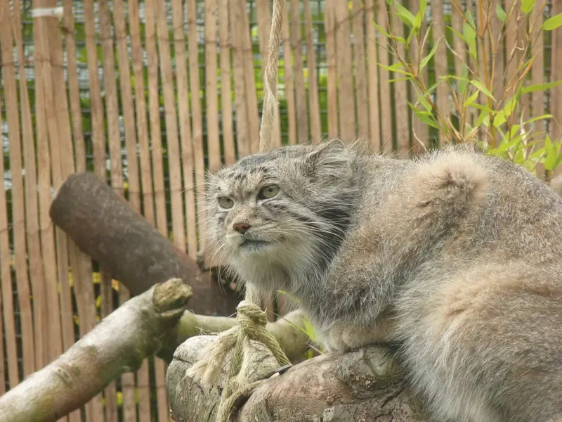 A photograph of Akiko in Edinburgh Zoo