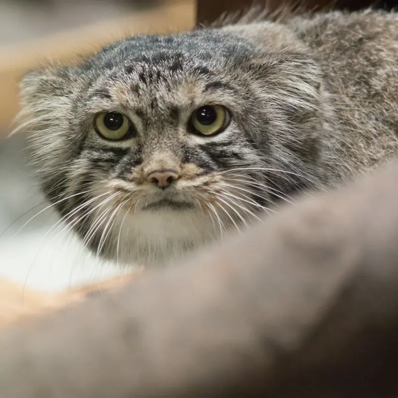 A photograph of Shafran in Ueno Zoological Gardens
