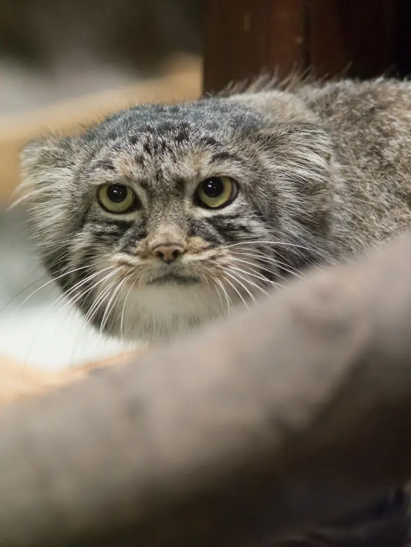 A photograph of Shafran in Ueno Zoological Gardens