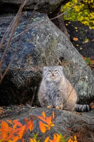 The mysterious manul identification