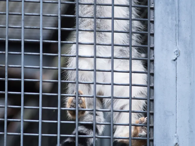 A photograph of Hide in Asahiyama Zoo
