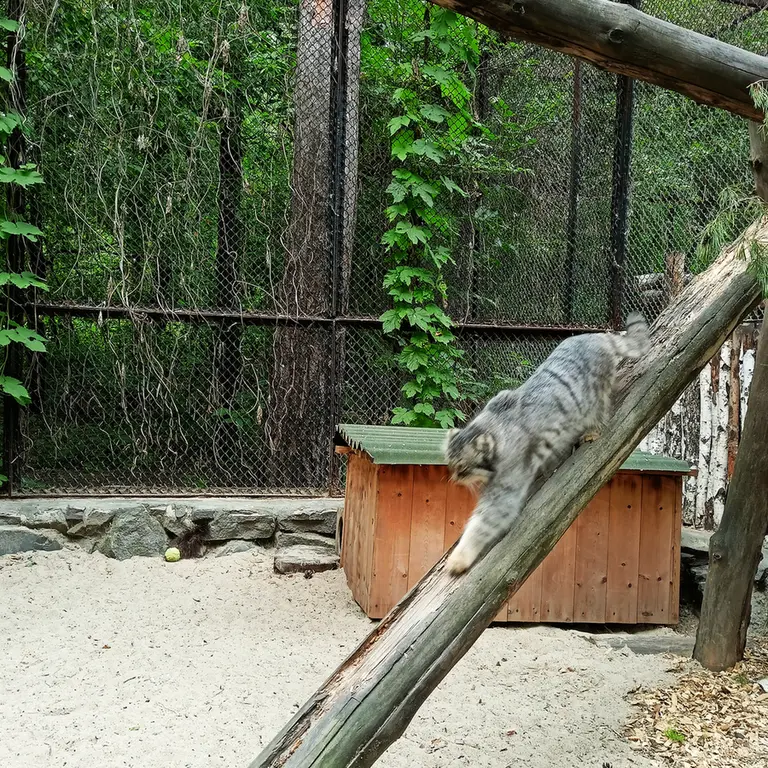 A photograph of Ruf in Novosibirsk Zoo