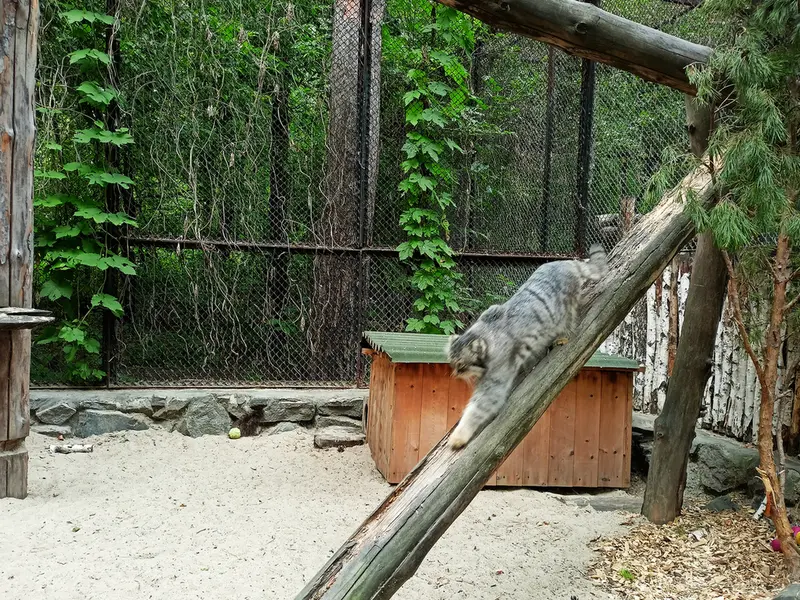 A photograph of Ruf in Novosibirsk Zoo