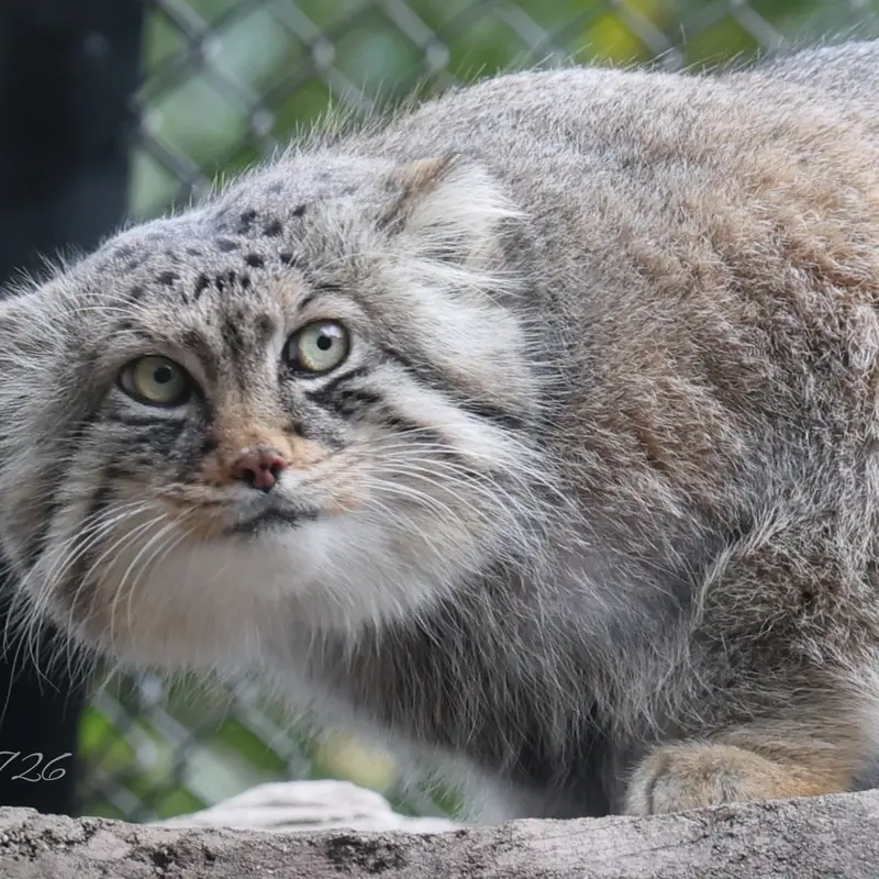 A photograph of Lotos in Saitama Children's Zoo