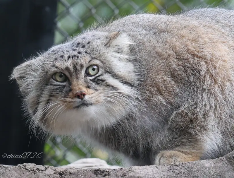 A photograph of Lotos in Saitama Children's Zoo