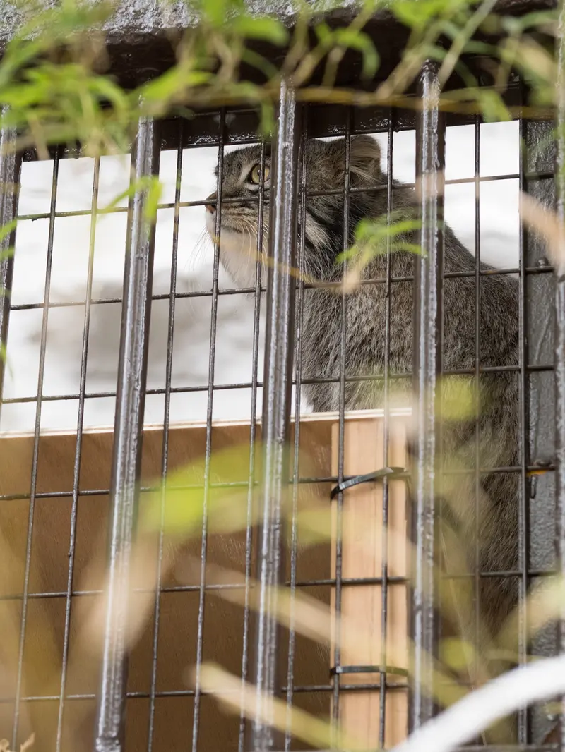 A photograph of Figa in Nogeyama Zoo