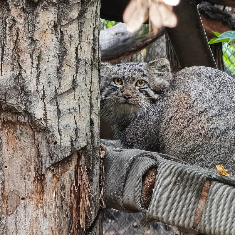 A photograph of a Pallas's cat in Novosibirsk Zoo