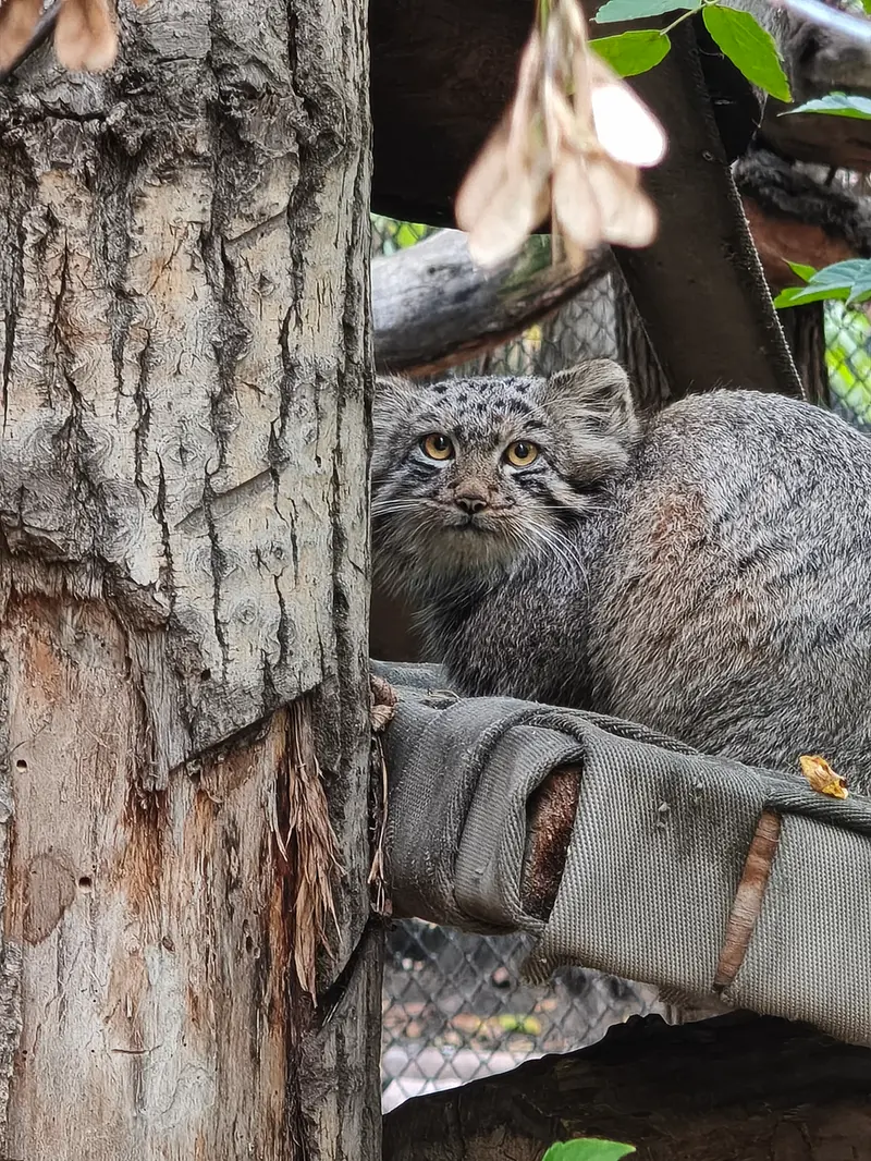 A photograph of a Pallas's cat in Novosibirsk Zoo