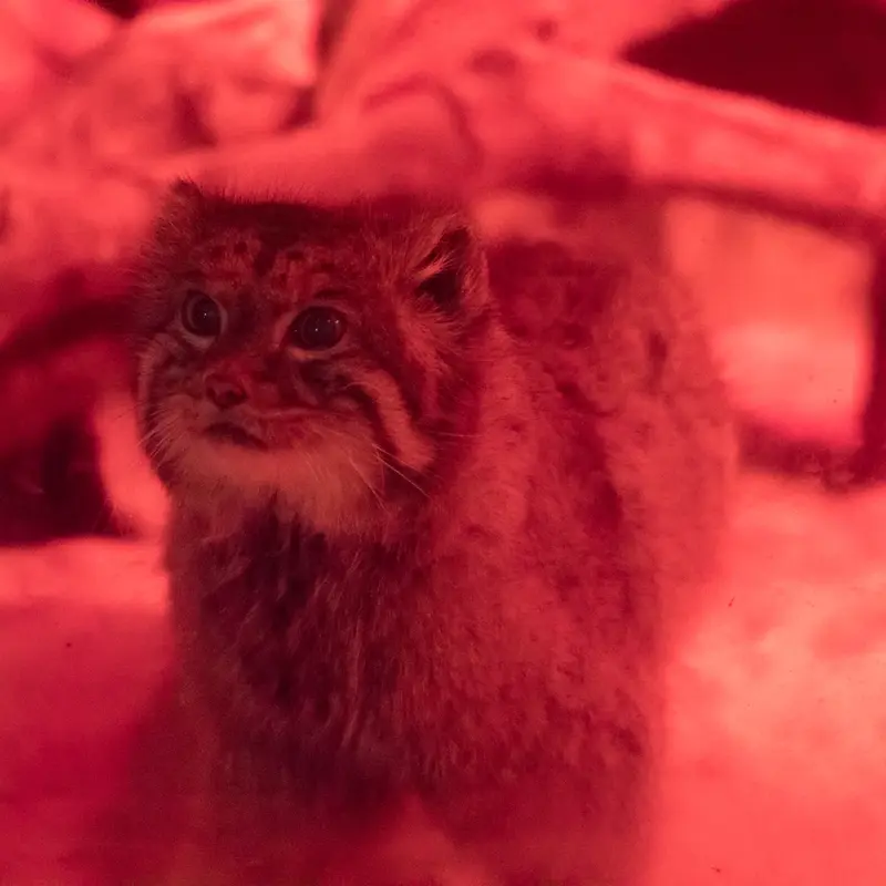 A photograph of Naim in Ueno Zoological Gardens
