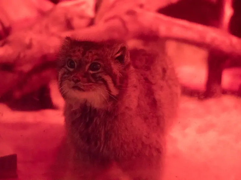 A photograph of Naim in Ueno Zoological Gardens