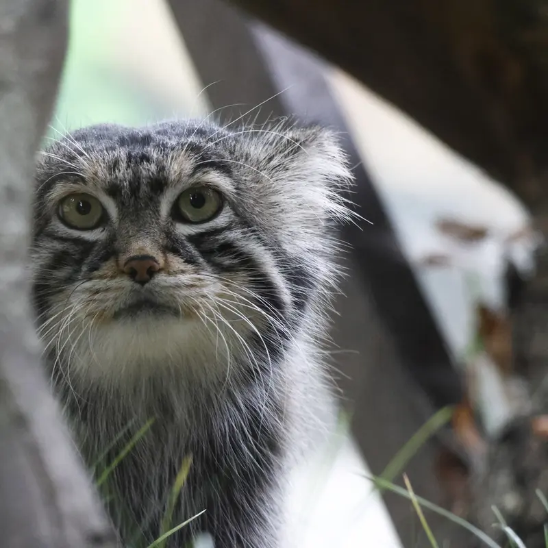 A photograph of a Pallas's cat