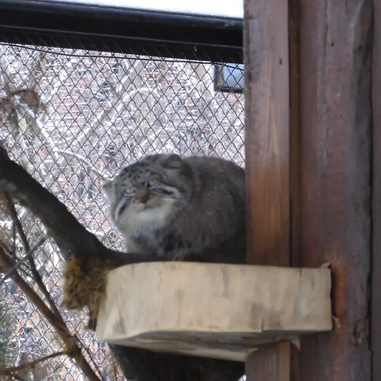 A photograph of Boris in Royev Ruchey