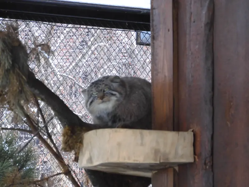 A photograph of Boris in Royev Ruchey
