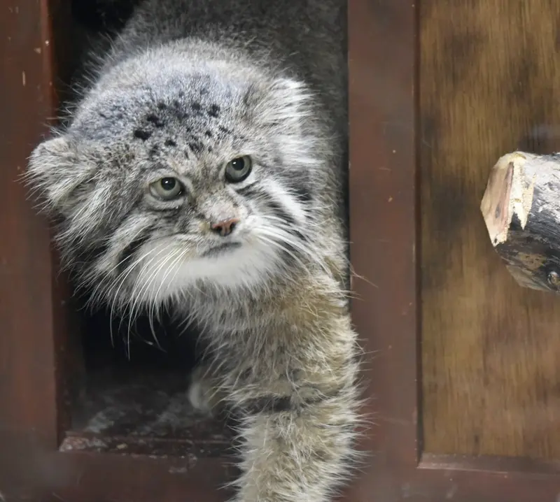 A photograph of Klyon in Ueno Zoological Gardens