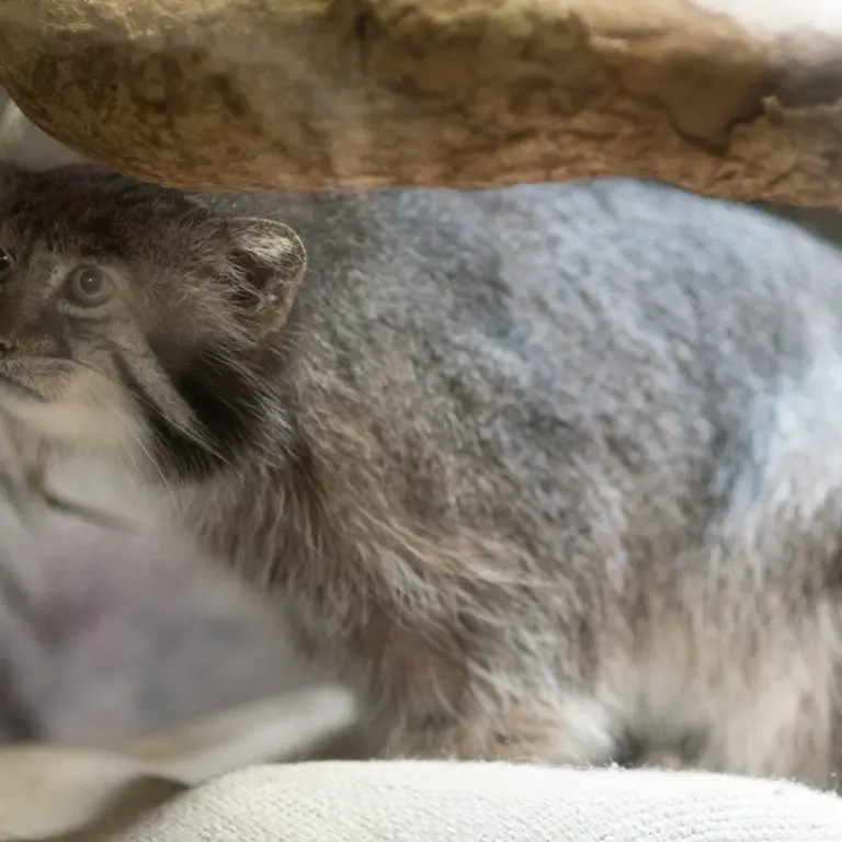 A photograph of Klyon in Ueno Zoological Gardens