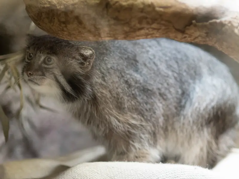 A photograph of Klyon in Ueno Zoological Gardens