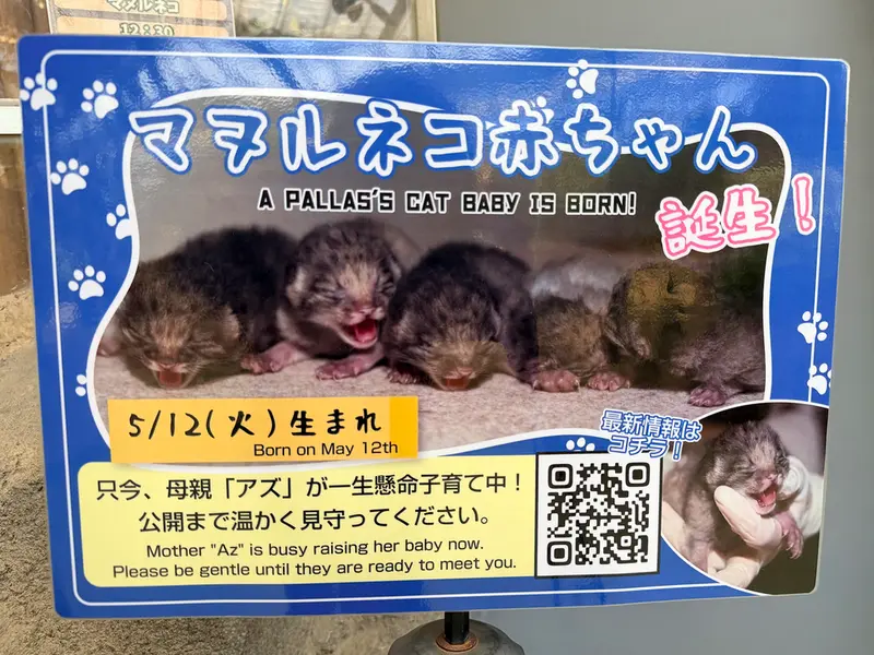 A photograph of a Pallas's cat in Kobe Animal Kingdom