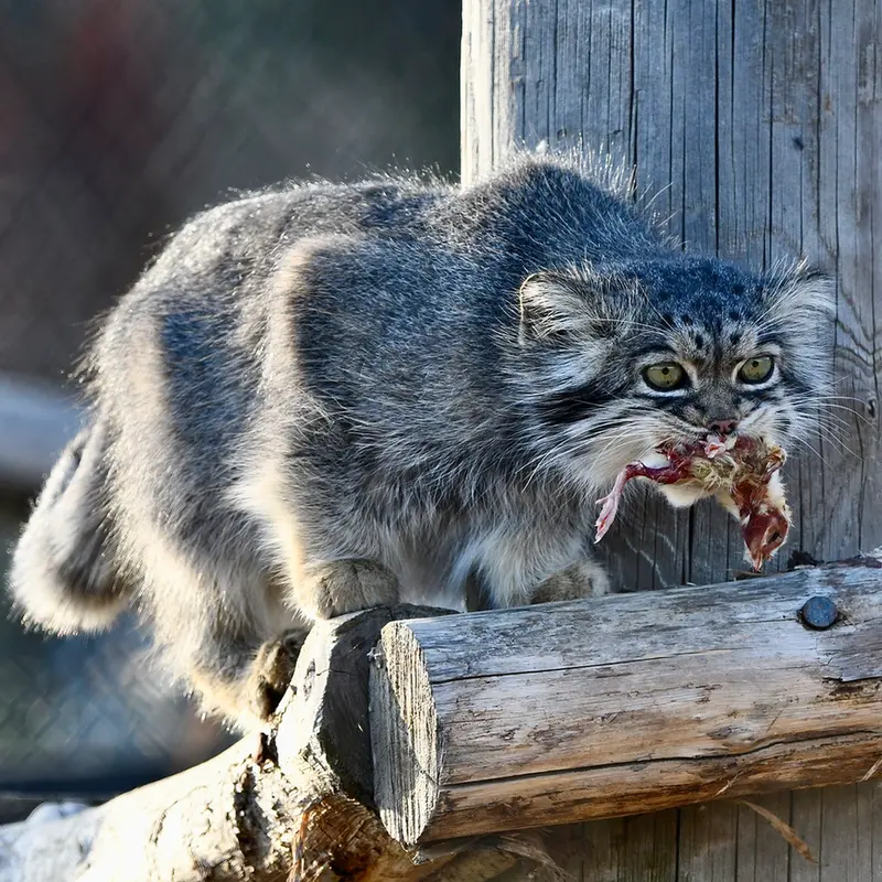 A photograph of Atlan in Port Lympne Wild Animal Park