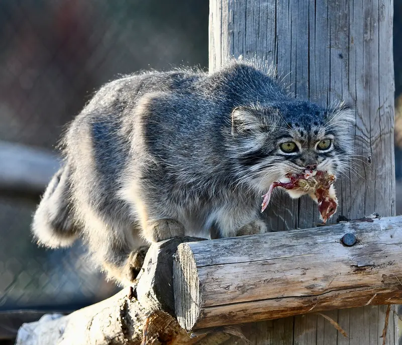 A photograph of Atlan in Port Lympne Wild Animal Park