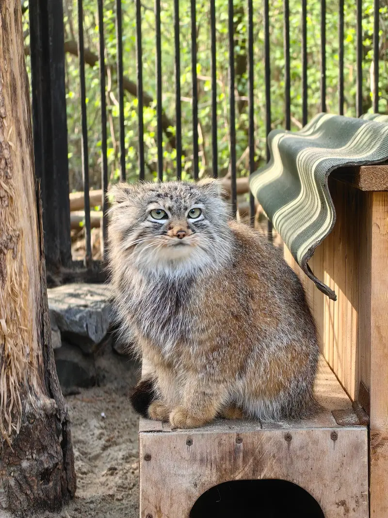 Manul of the day
