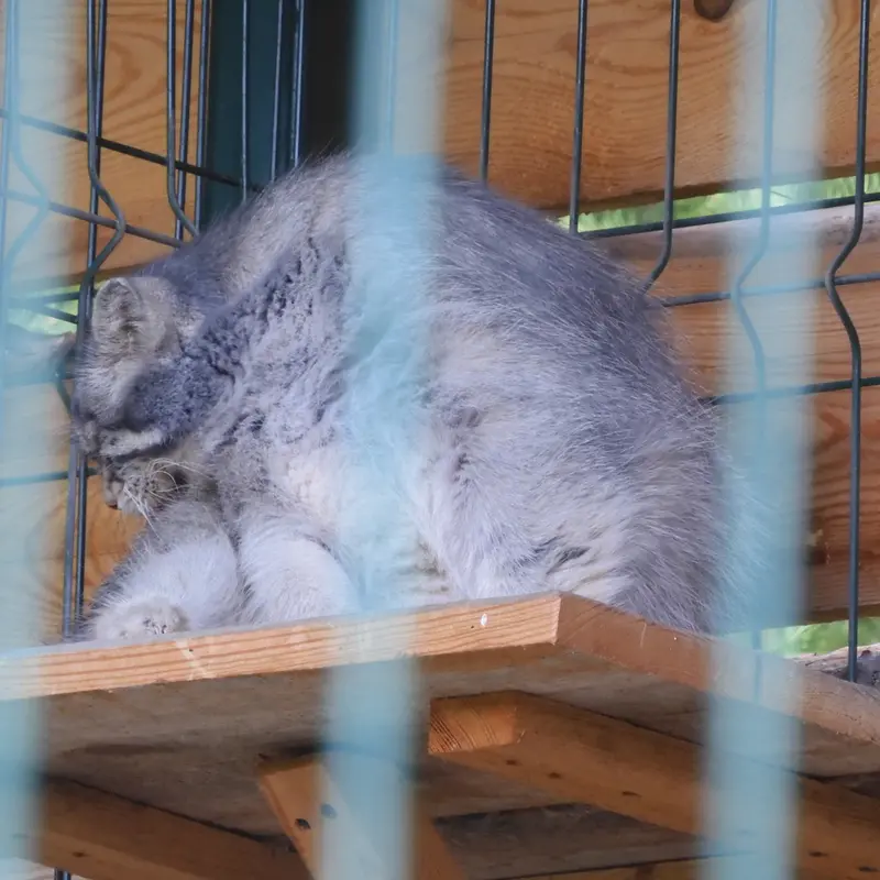 A photograph of a Pallas's cat