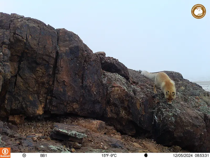 A photograph of Red fox from Aktas-Kunkora camera trap