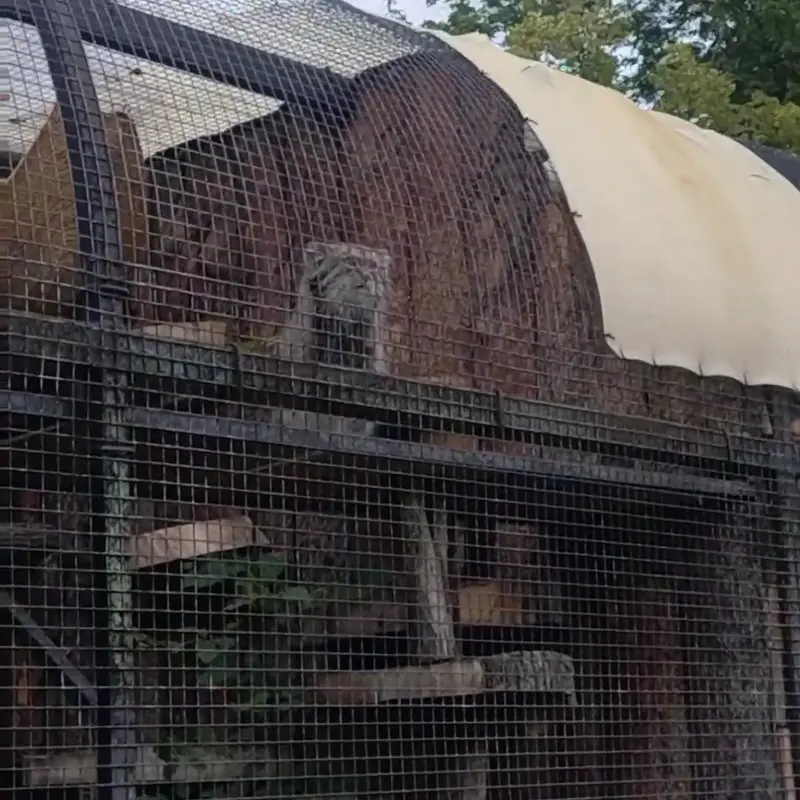 A photograph of a Pallas's cat in Leningrad zoo