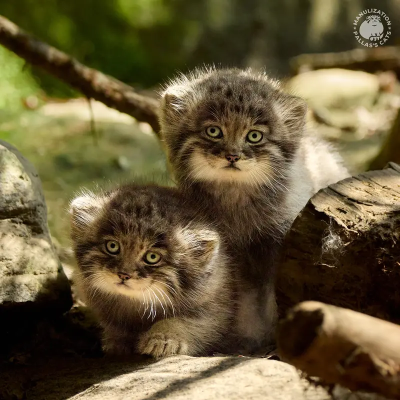 Happy birthday, Italian girls! 🎉