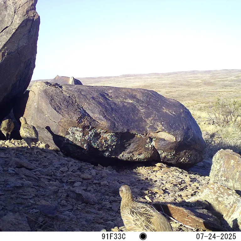 A photograph of Grey partridge from Koshkar [new] camera trap