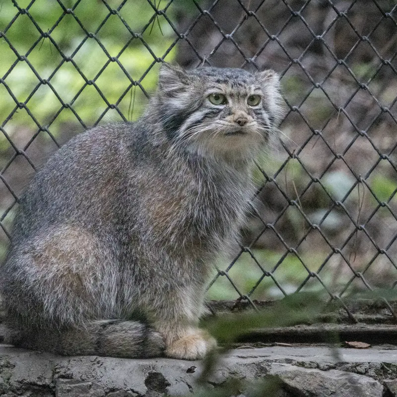 A photograph of a Pallas's cat in Novosibirsk Zoo