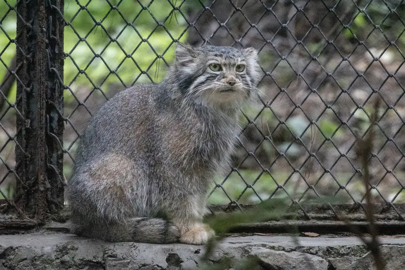 A photograph of a Pallas's cat in Novosibirsk Zoo