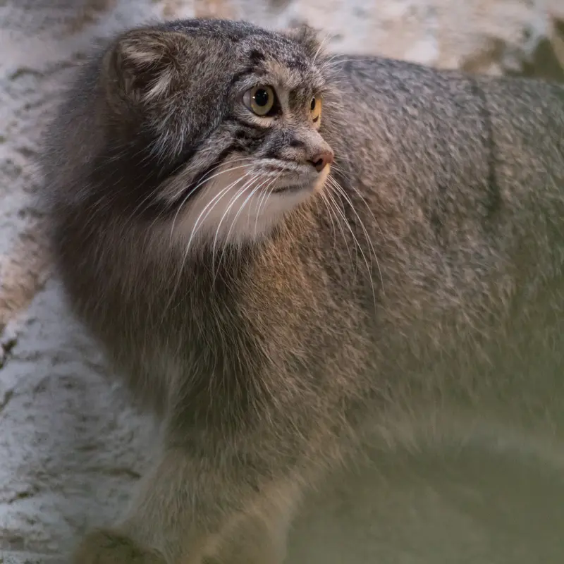 A photograph of Figa in Nogeyama Zoo