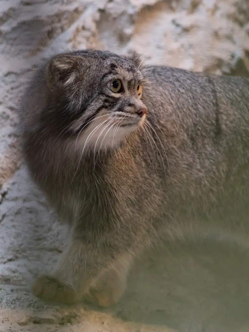 A photograph of Figa in Nogeyama Zoo