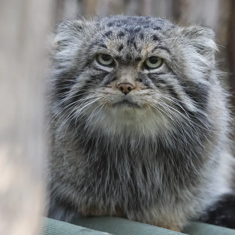 A photograph of George in Novosibirsk Zoo